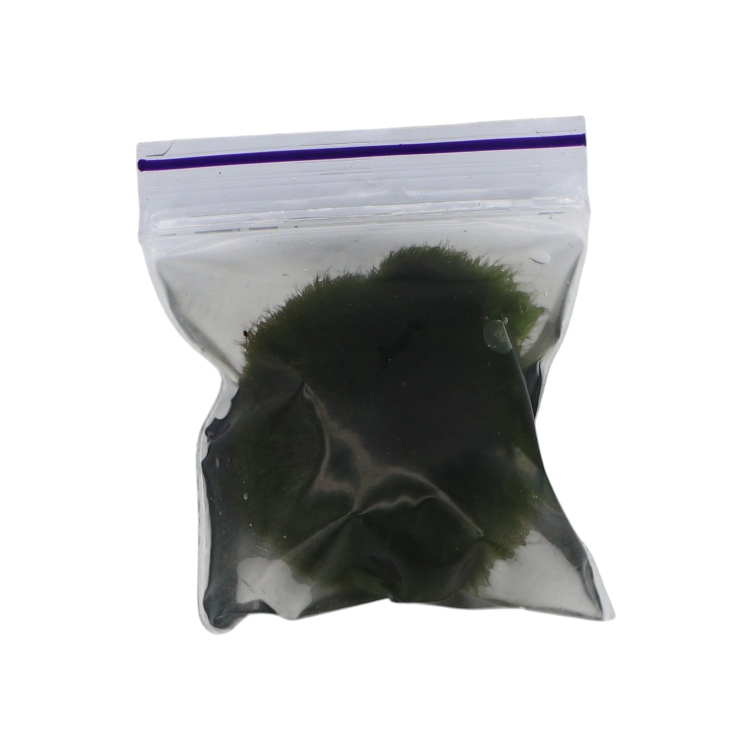 Marimo Moss Balls