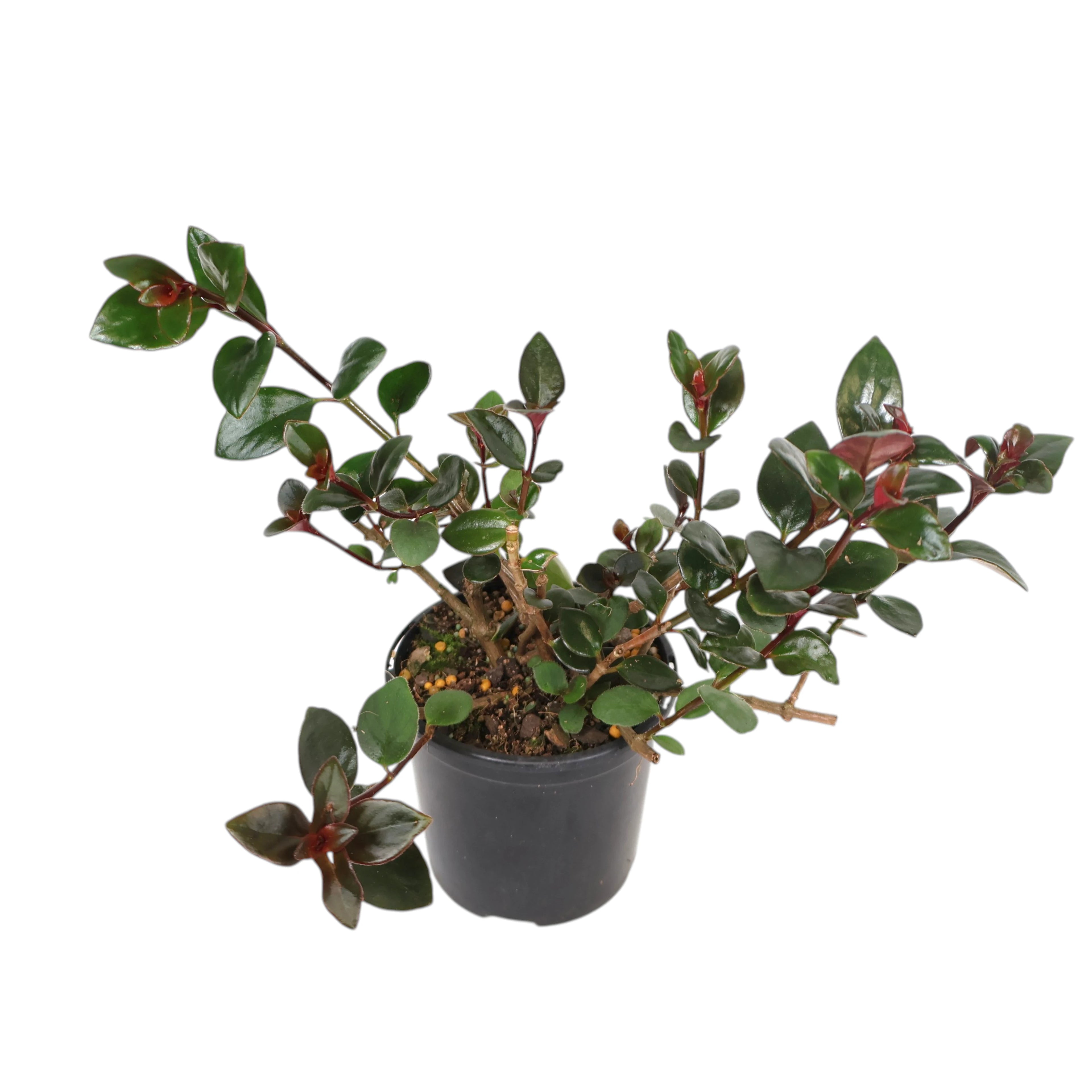 Nematanthus Gregarius Shady Mae 100mm