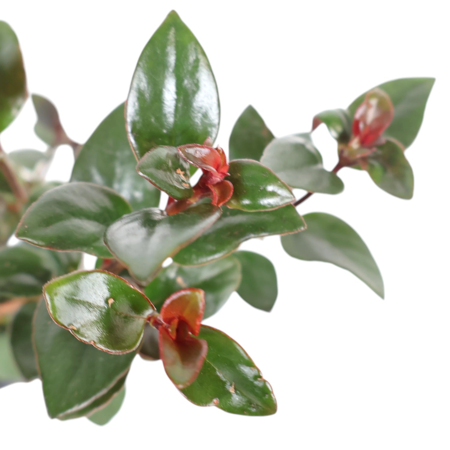 Nematanthus Gregarius Shady Mae 100mm