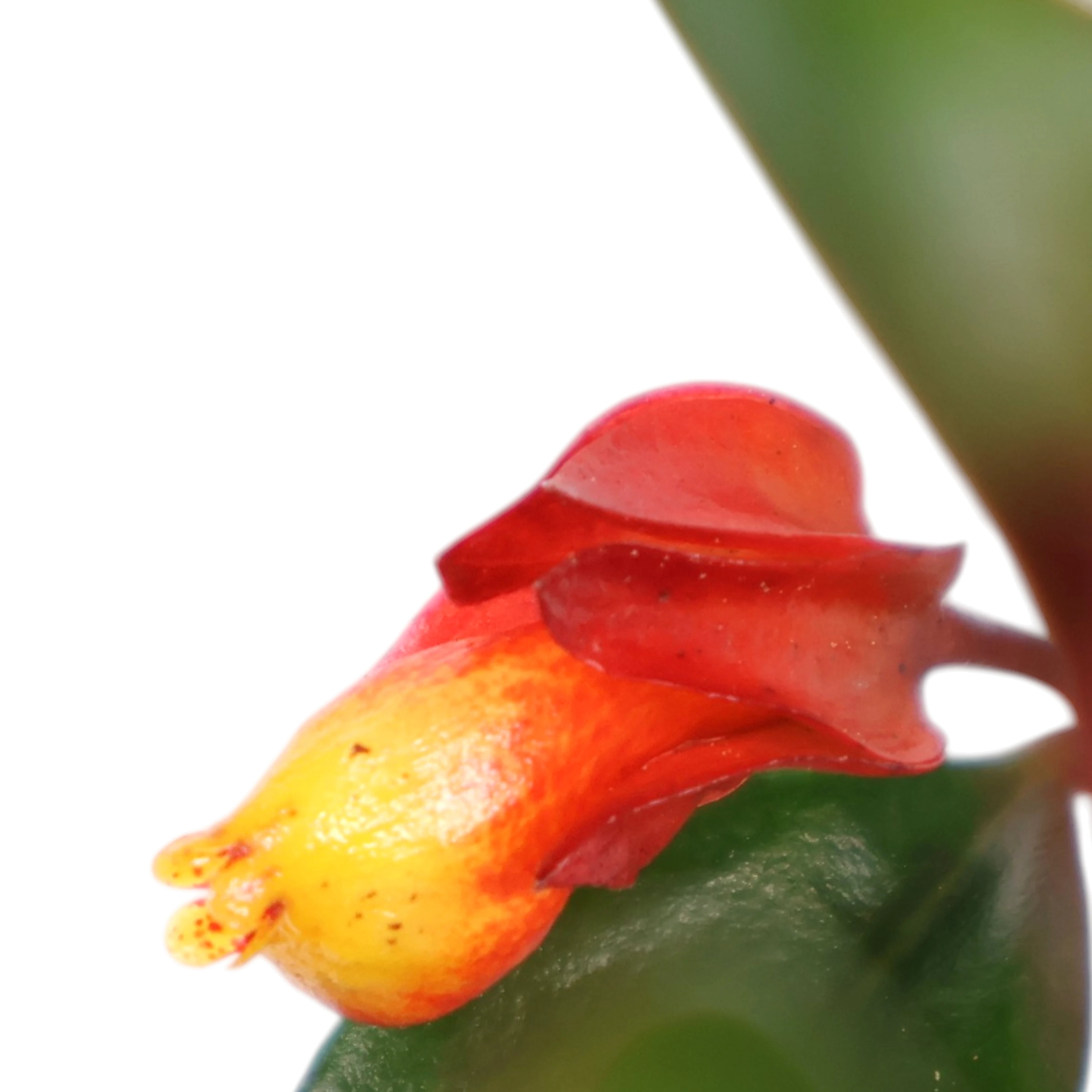 Nematanthus Gregarius Shady Mae 100mm
