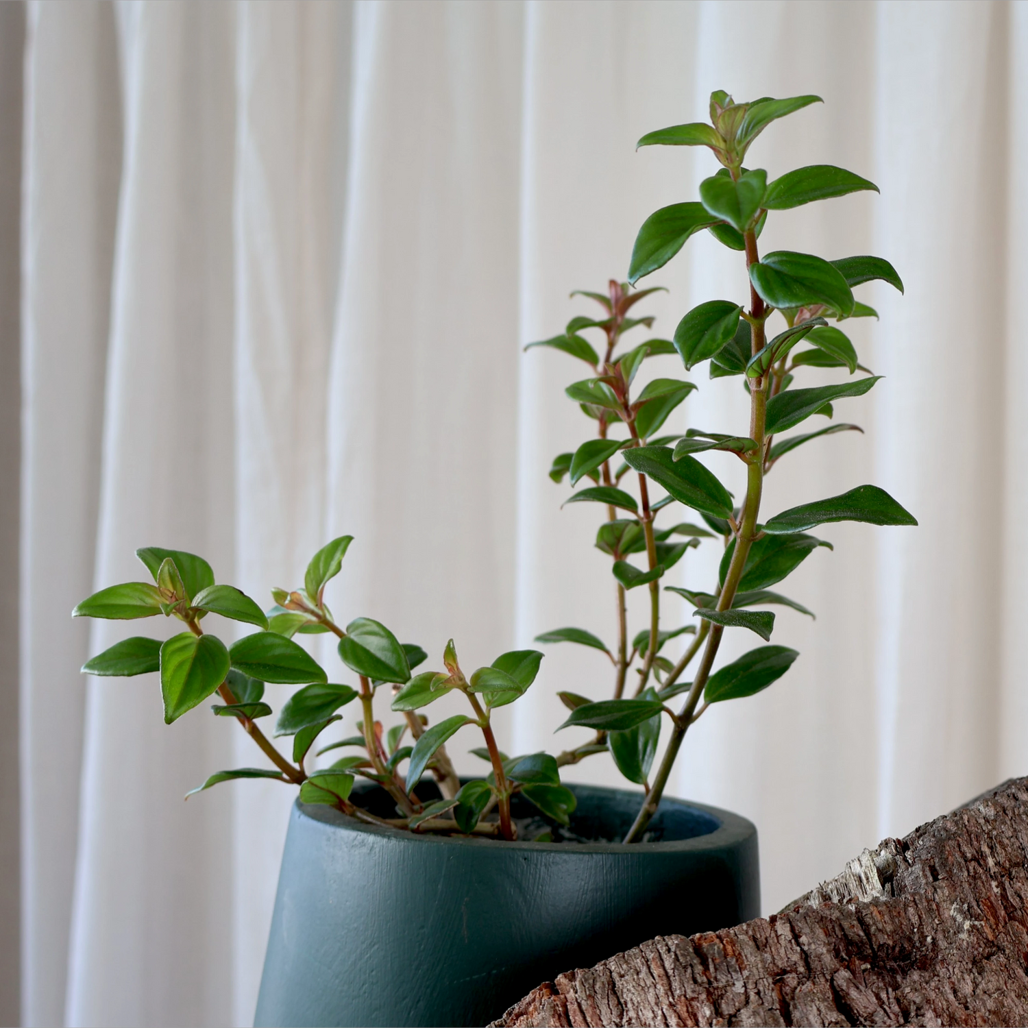 Nematanthus Gregarius Shady Mae 100mm