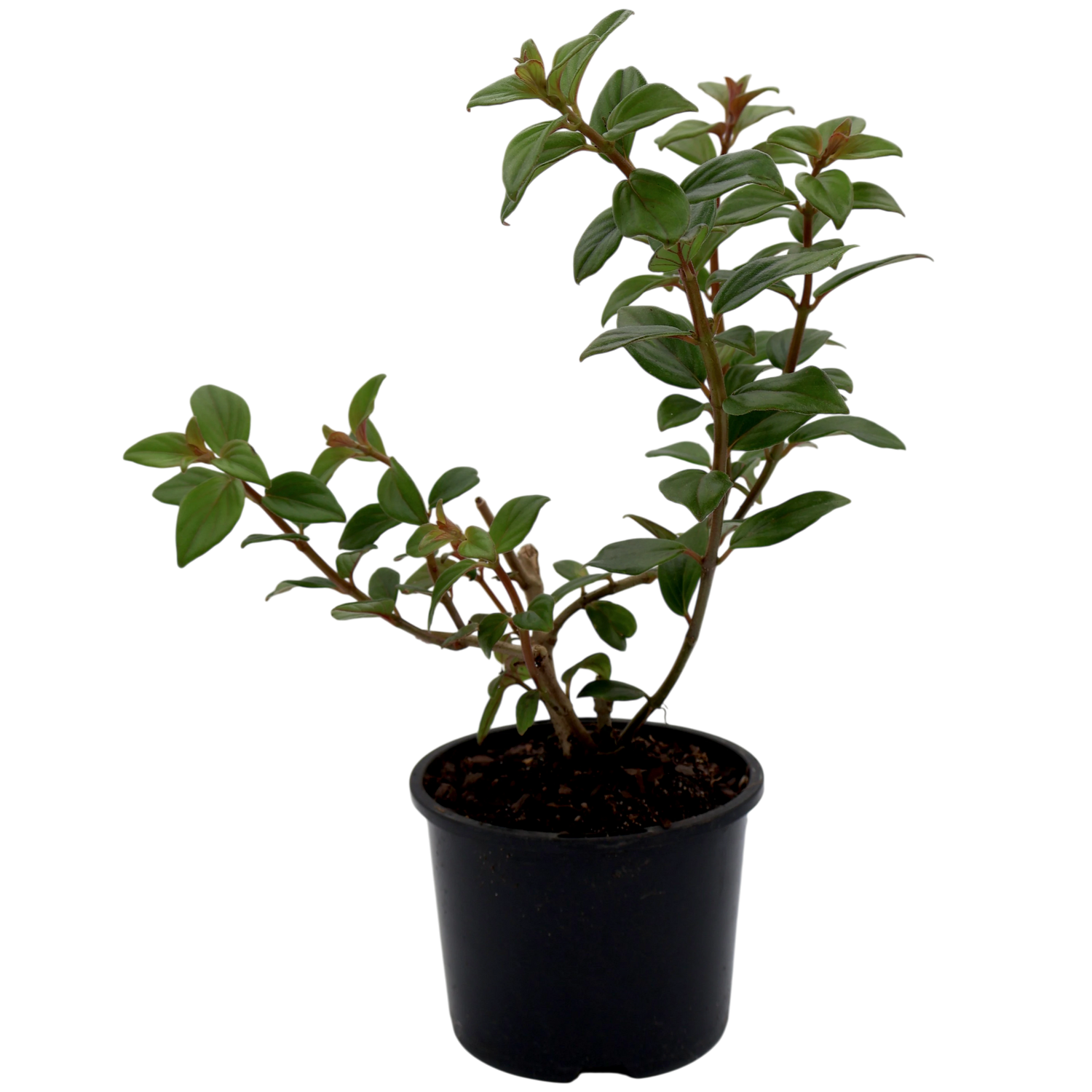 Nematanthus Gregarius Shady Mae 100mm