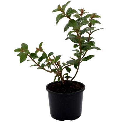 Nematanthus Gregarius Shady Mae 100mm