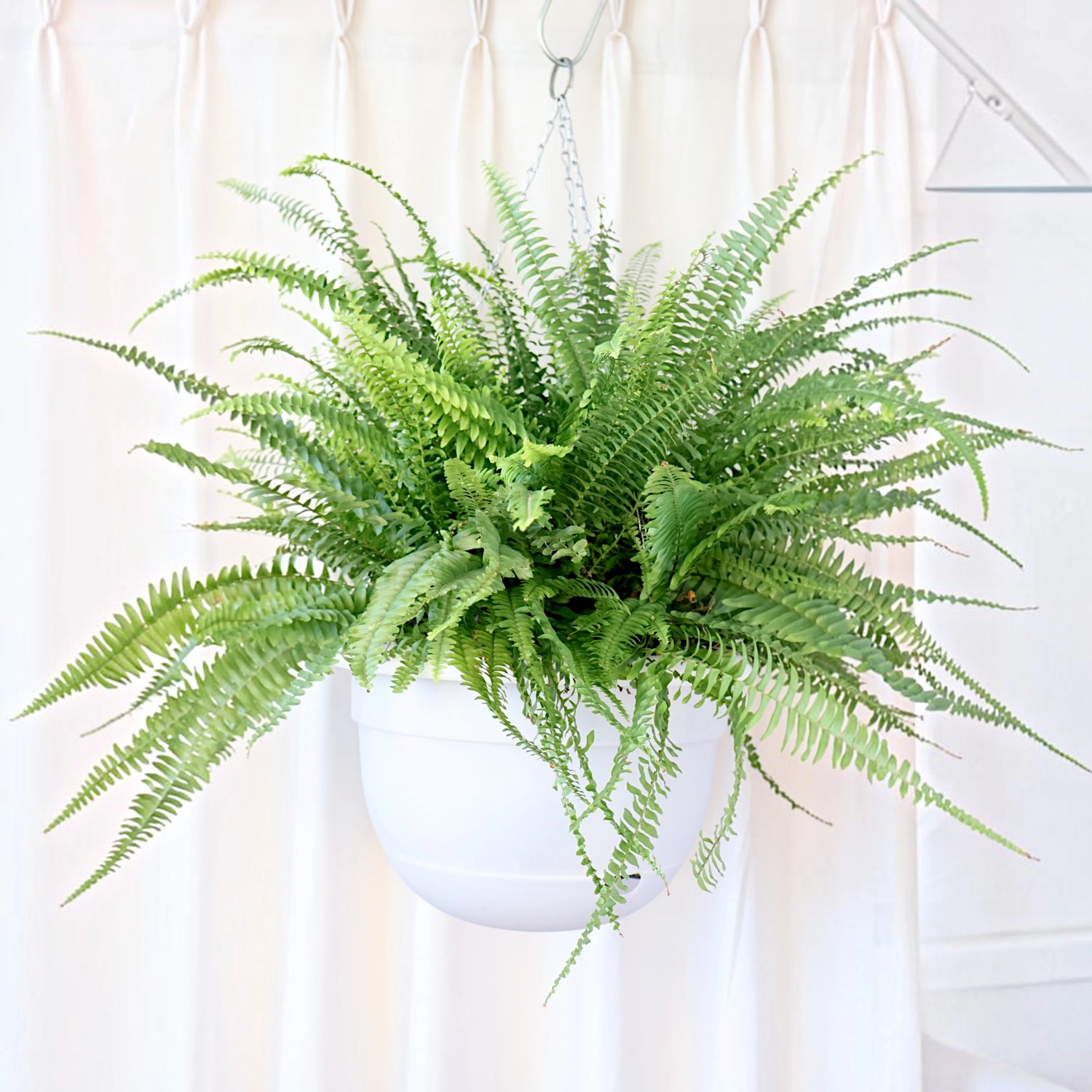 Boston Fern - Nephrolepis Exaltata 200mm HB