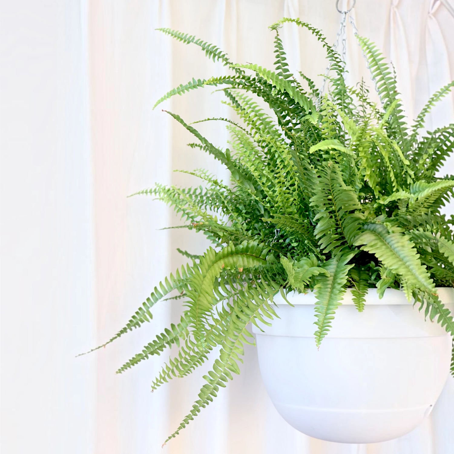 Boston Fern - Nephrolepis Exaltata 200mm HB