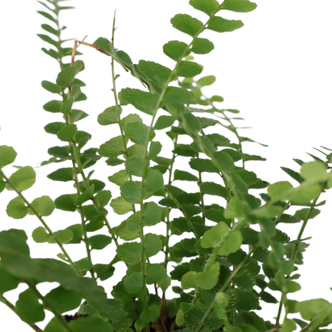 Nephrolepis Cordifolia Duffii 100mm