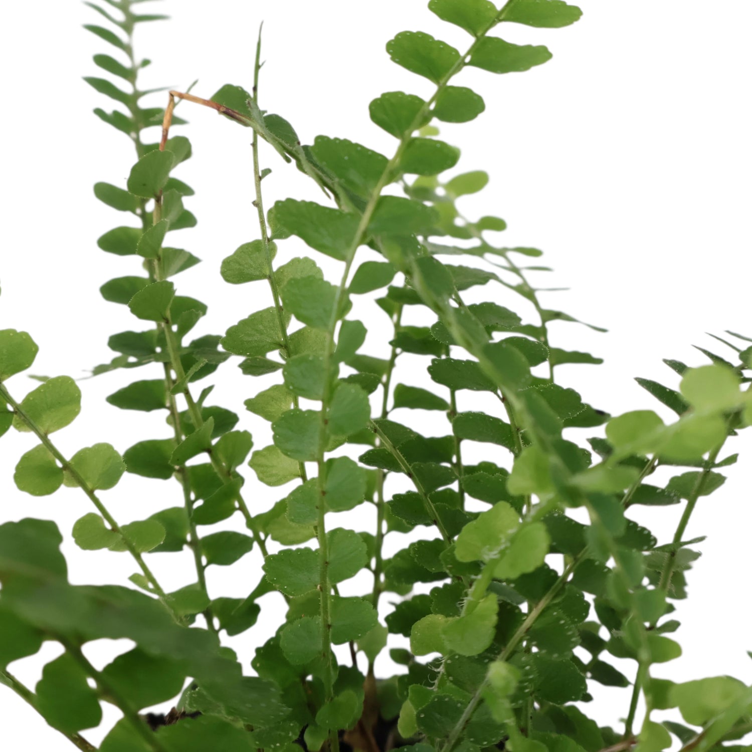 Nephrolepis Cordifolia Duffii 100mm