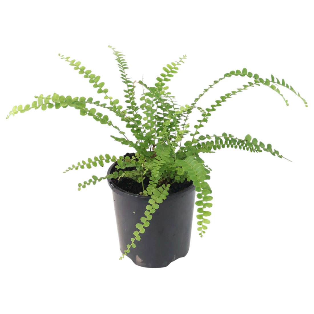 Nephrolepis Cordifolia Duffii 100mm