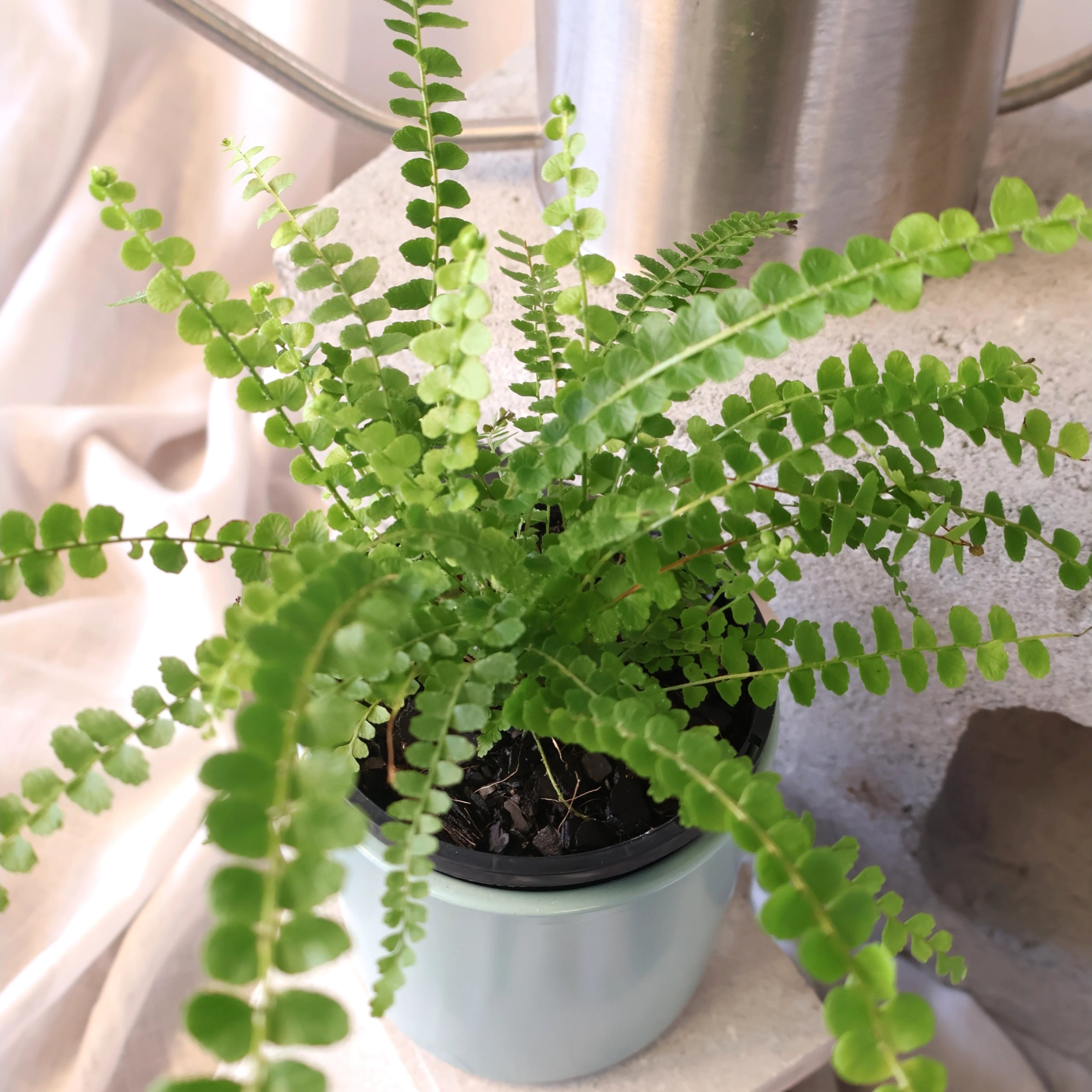 Nephrolepis Cordifolia Duffii 100mm
