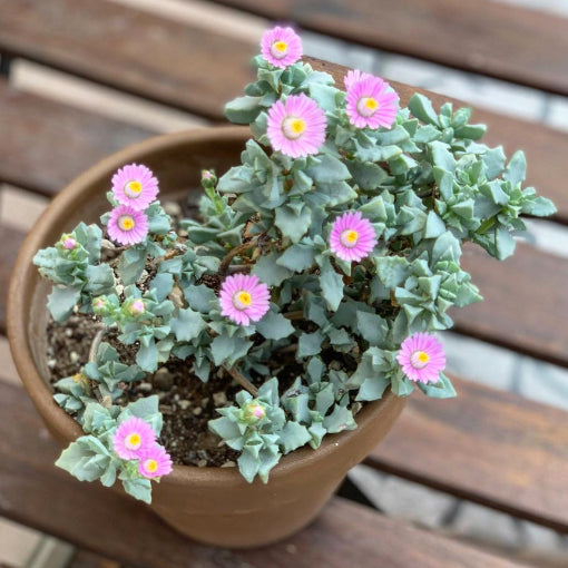 Oscularia Deltoides Stilton Blue 100mm