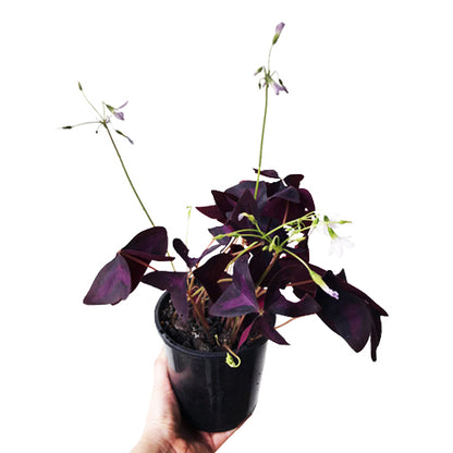 Oxalis Triangularis - Purple Shamrock 125mm