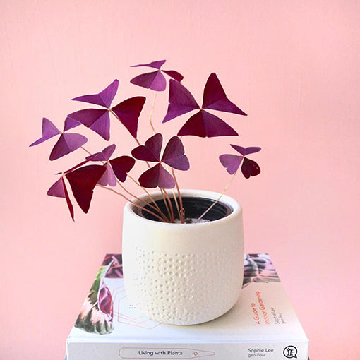Oxalis Triangularis - Purple Shamrock 125mm