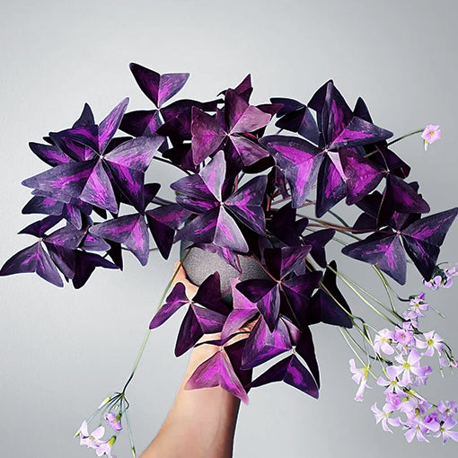 Oxalis Triangularis - Purple Shamrock 125mm