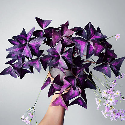 Oxalis Triangularis - Purple Shamrock 125mm