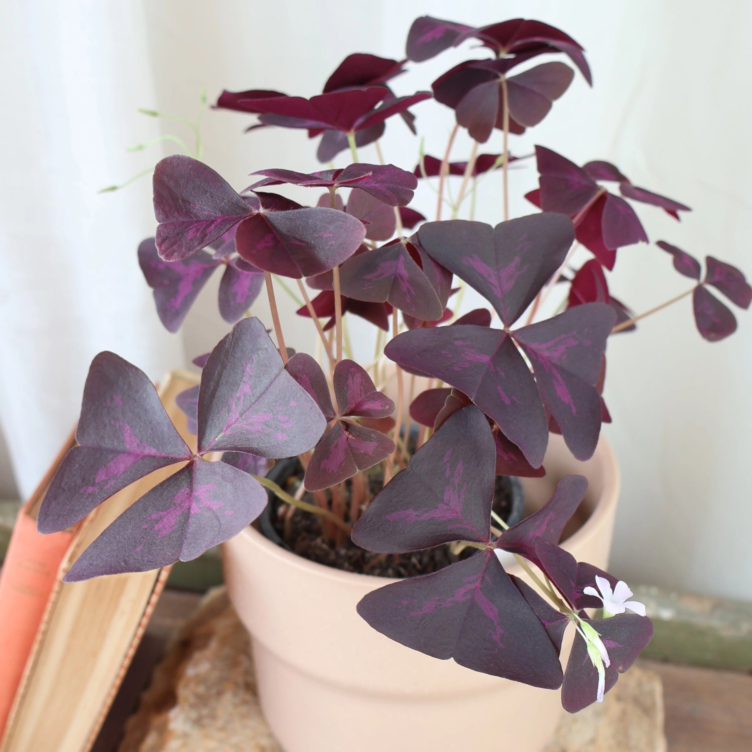 Oxalis Triangularis - Purple Shamrock 125mm