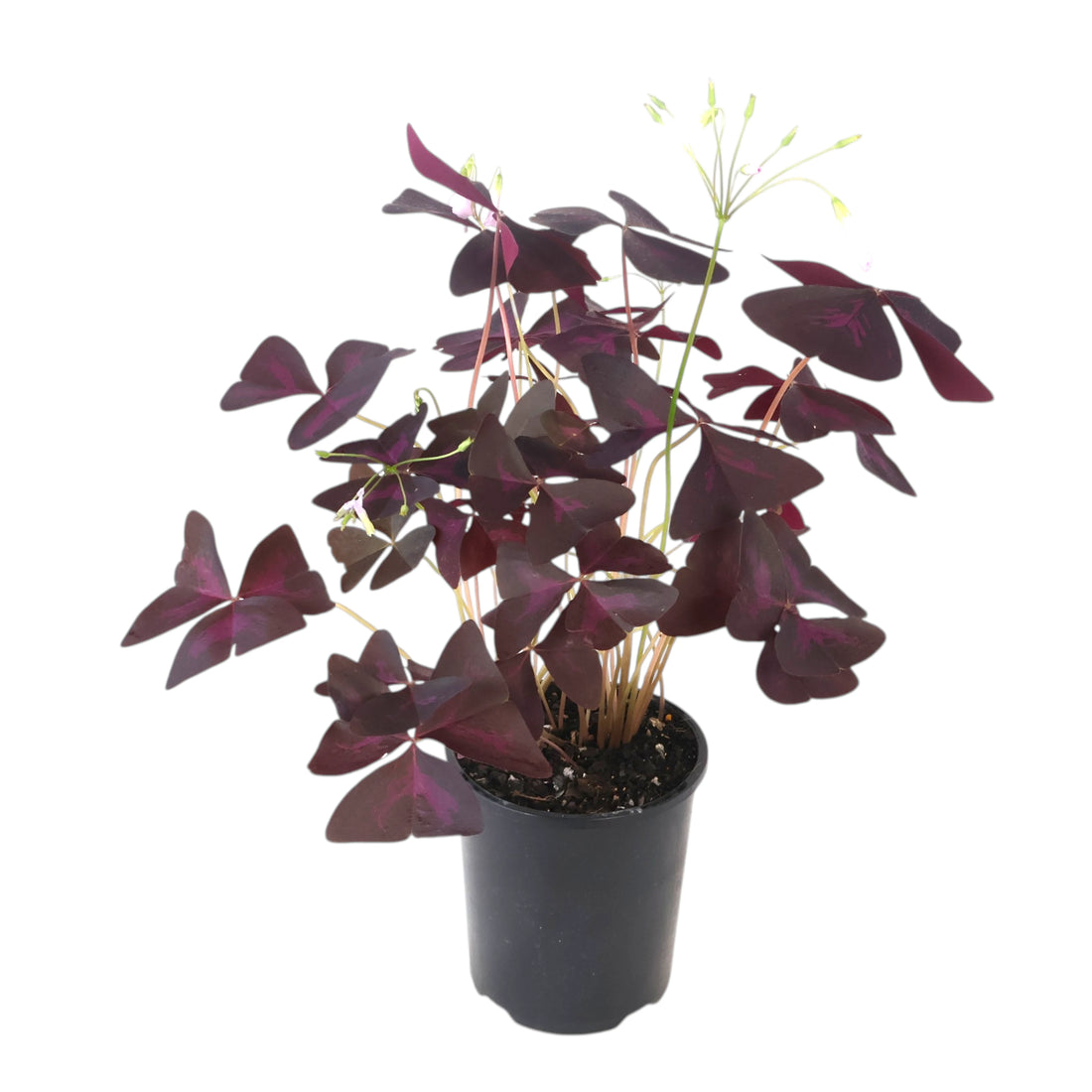 Oxalis Triangularis - Purple Shamrock 125mm