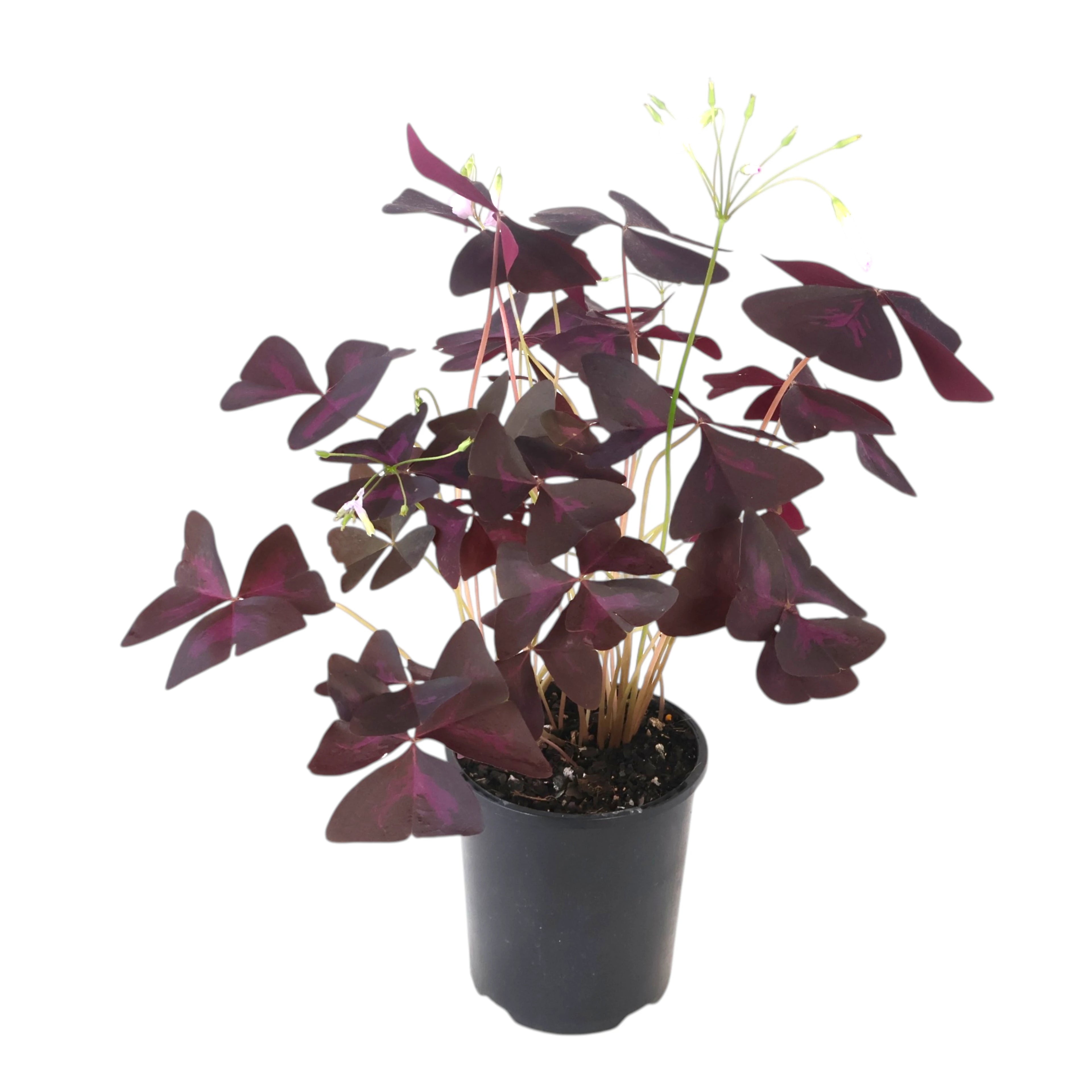 Oxalis Triangularis - Purple Shamrock 125mm