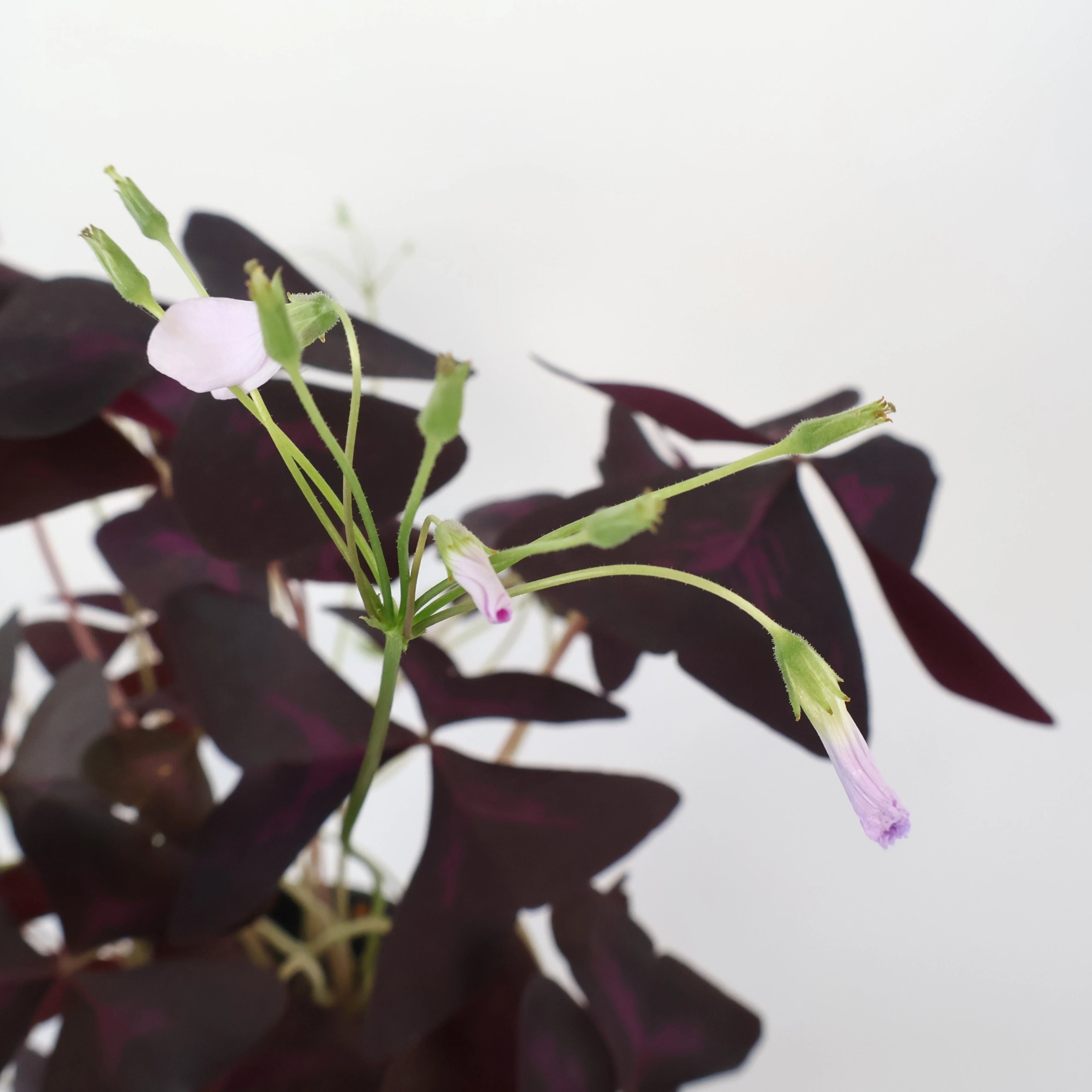 Oxalis Triangularis - Purple Shamrock 125mm