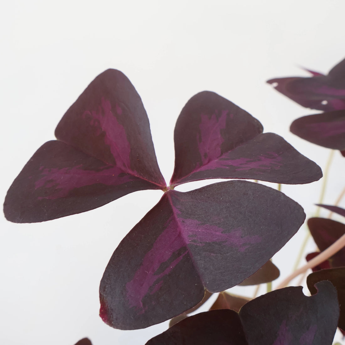 Oxalis Triangularis - Purple Shamrock 125mm