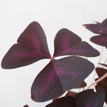 Oxalis Triangularis - Purple Shamrock 125mm