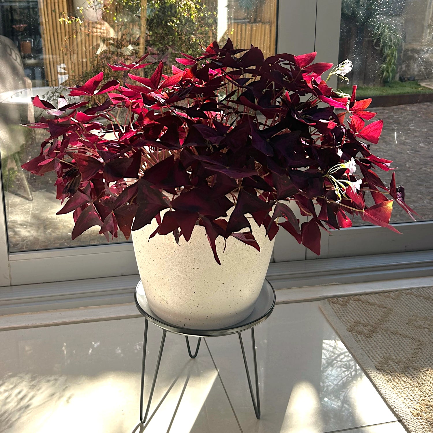 Oxalis Triangularis - Purple Shamrock 125mm