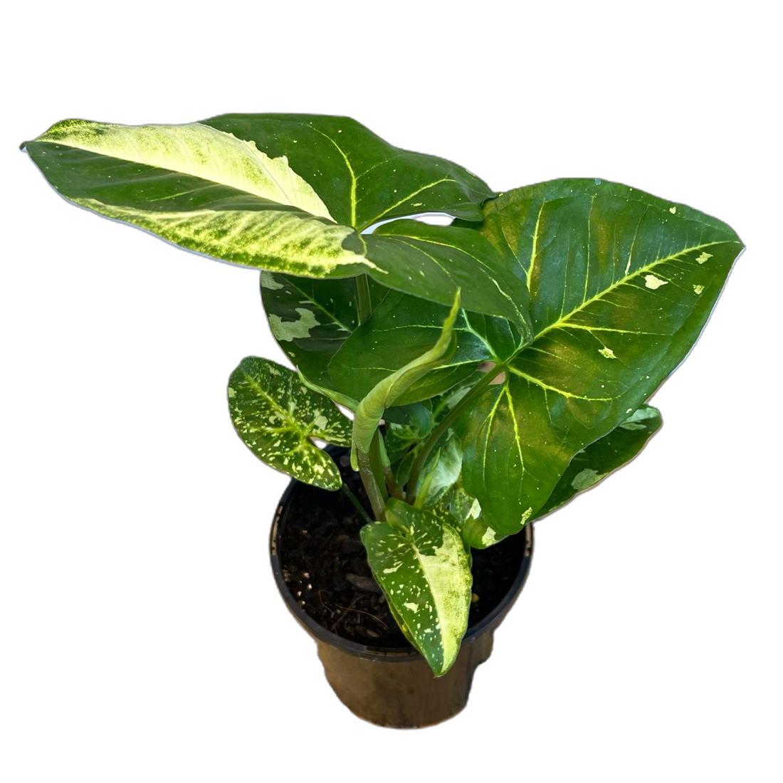 Syngonium Panda 125mm