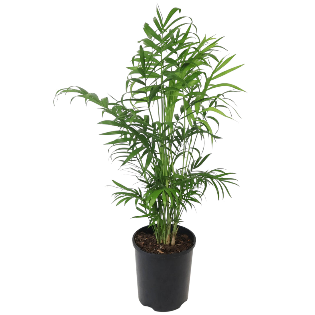 Chamaedorea Elegans - Parlour Palm 125mm