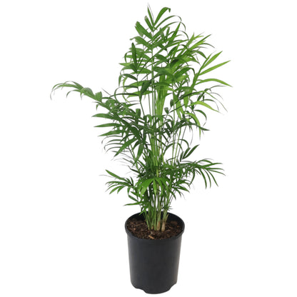 Chamaedorea Elegans - Parlour Palm 125mm
