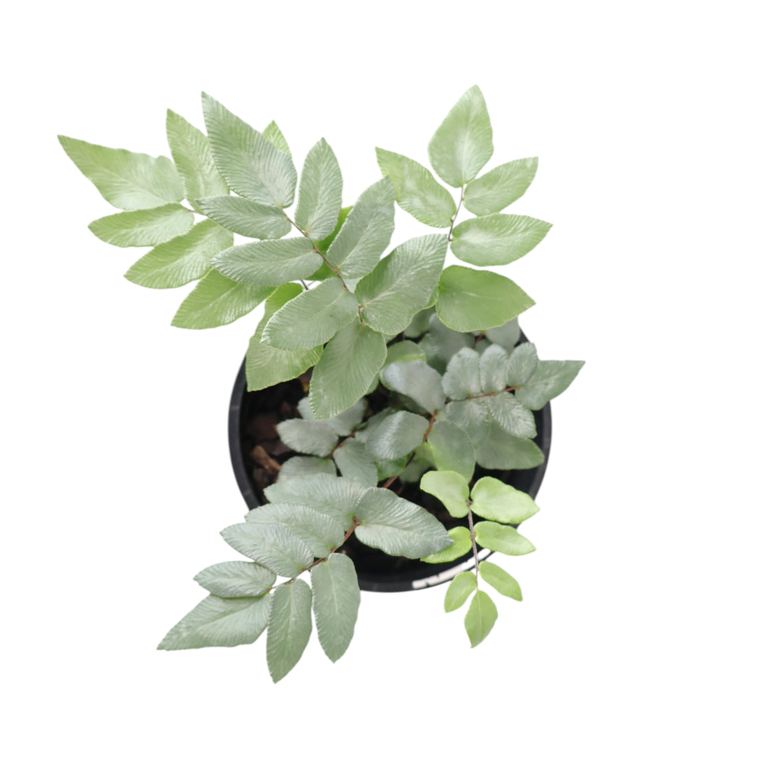 Pellaea Silvery Moon 100mm