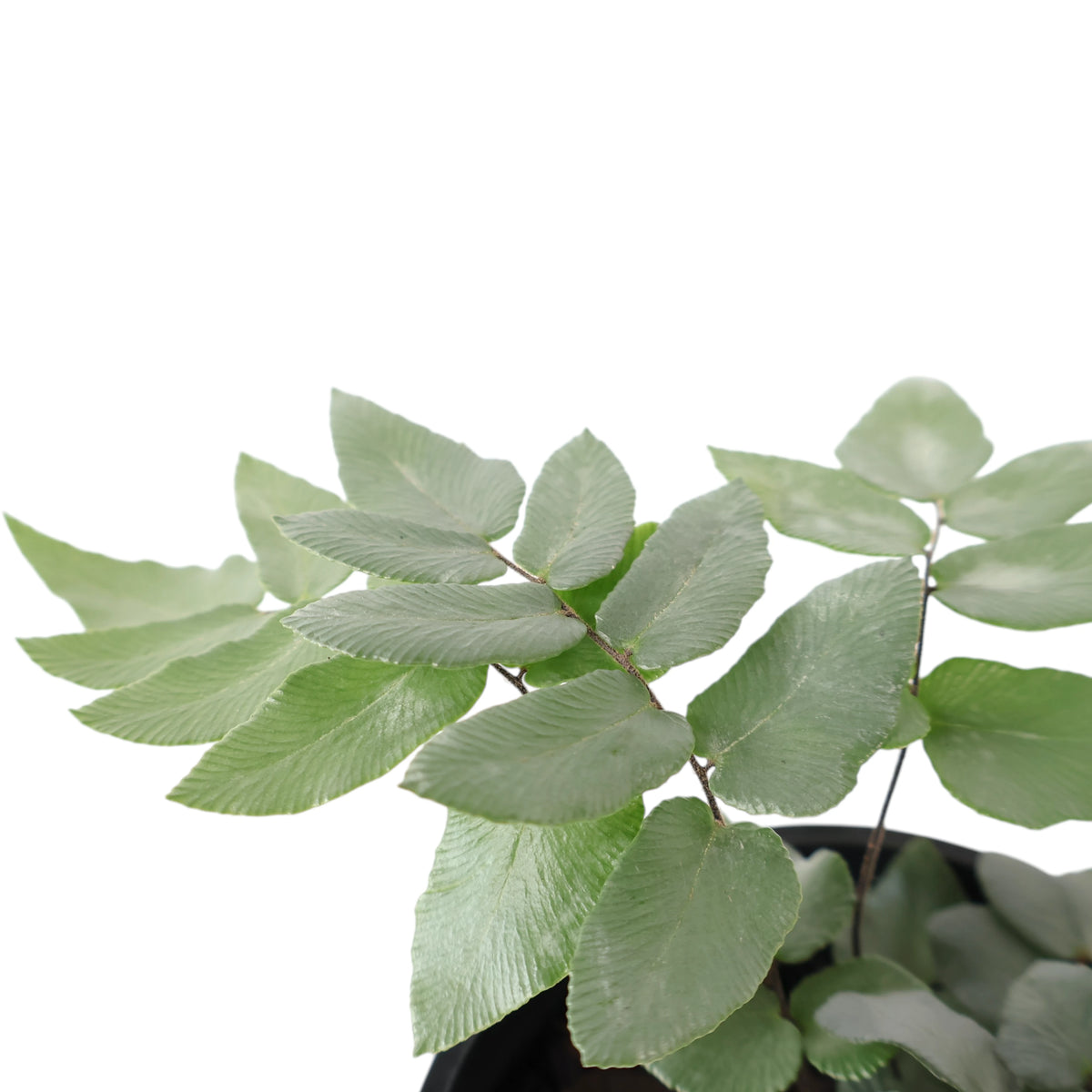 Pellaea Silvery Moon 100mm