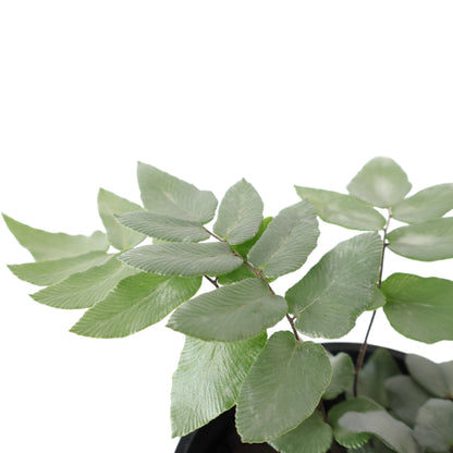 Pellaea Silvery Moon 100mm