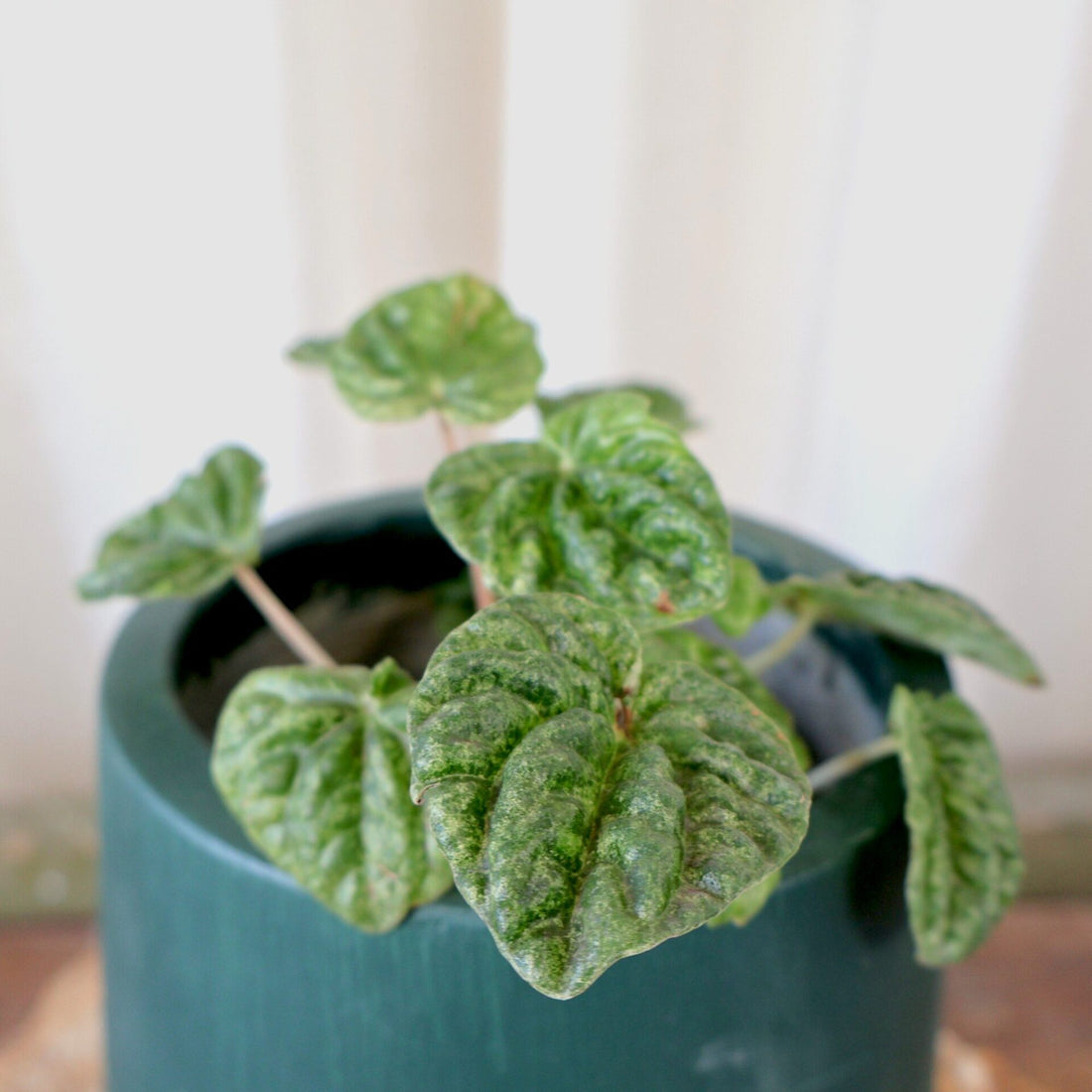 Peperomia Camouflage 100mm