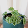 Peperomia Camouflage 100mm
