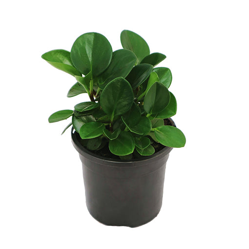 Peperomia Obtusifolia Jade 100mm