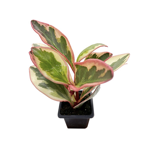 Peperomia Clusifolia Jelly 70mm