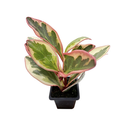 Peperomia Clusifolia Jelly 70mm