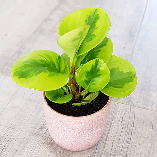 Peperomia Obtusifolia Lemon &amp; Lime - Baby Rubber Plant 100mm