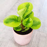 Peperomia Obtusifolia Lemon & Lime 70mm