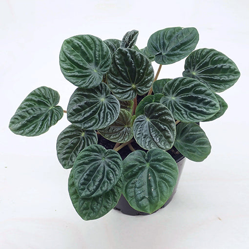 Peperomia Caperata Lilian 100mm