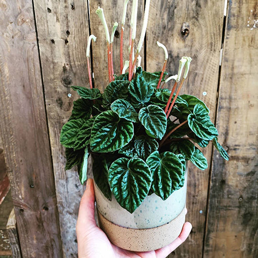 Peperomia Caperata Lilian 100mm