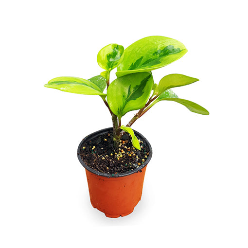 Peperomia Obtusifolia Lemon &amp; Lime - Baby Rubber Plant 100mm