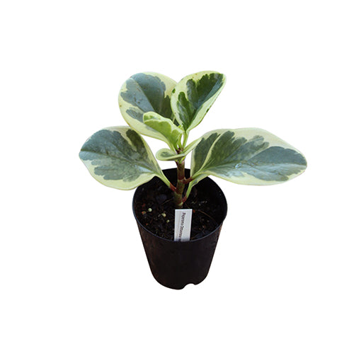 Peperomia Obtusifolia Variegata 70mm