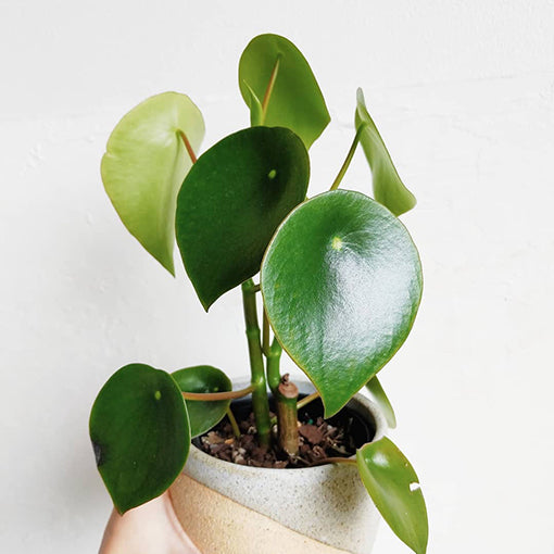 Raindrop Peperomia - Peperomia Polybotrya 140mm