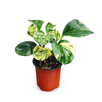 Peperomia Obtusifolia Marble 100mm