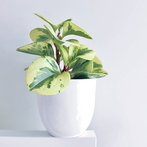 Peperomia Obtusifolia Variegata 70mm