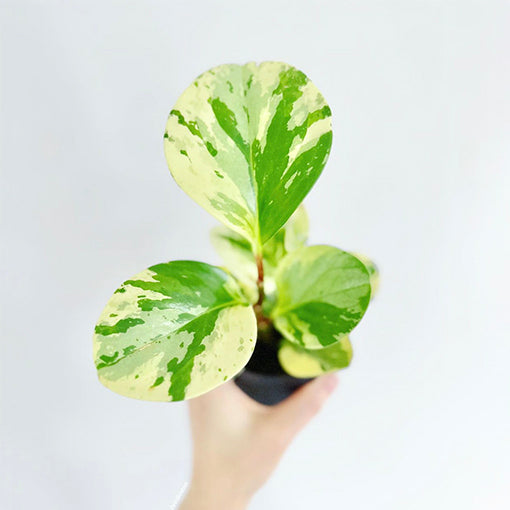 Peperomia Obtusifolia Marble 70mm