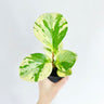 Peperomia Obtusifolia Marble 70mm