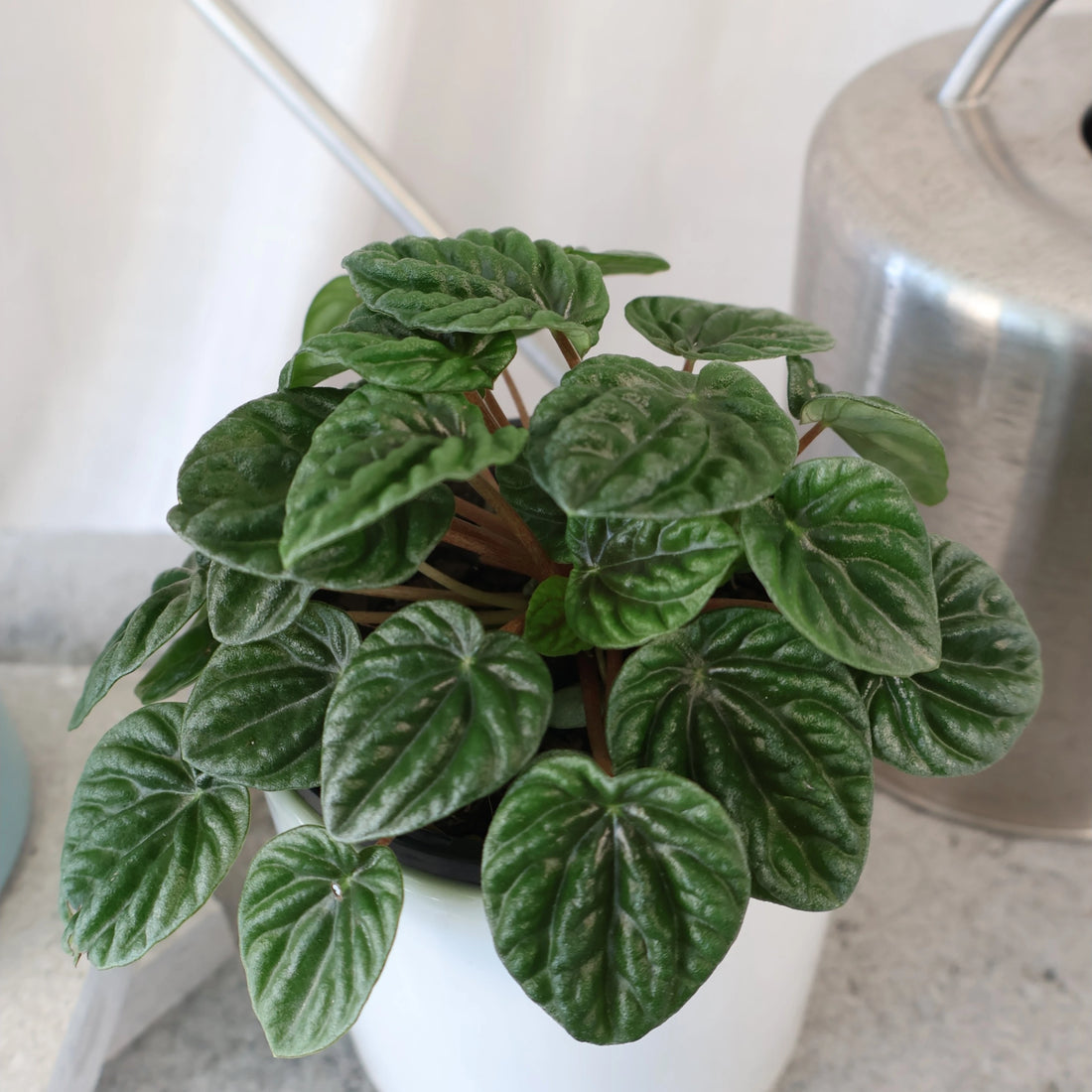 Peperomia Caperata Lilian 100mm