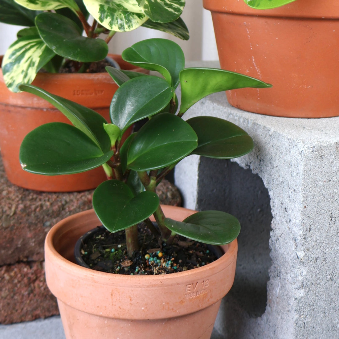 Peperomia Obtusifolia Jade 100mm