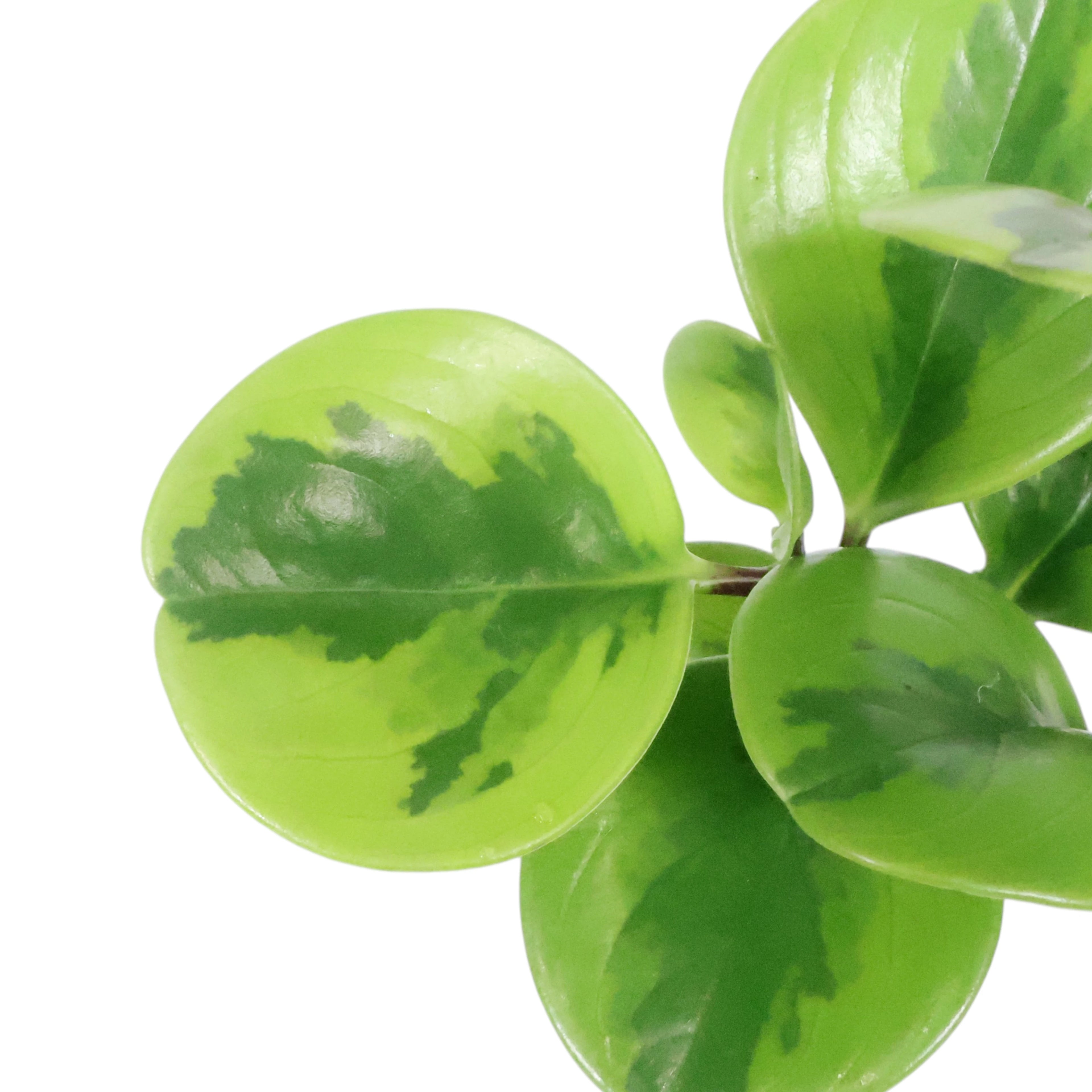 Peperomia Obtusifolia Lemon Lime 100mm